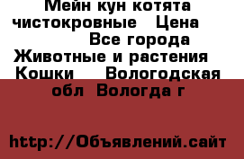 Мейн-кун котята чистокровные › Цена ­ 25 000 - Все города Животные и растения » Кошки   . Вологодская обл.,Вологда г.